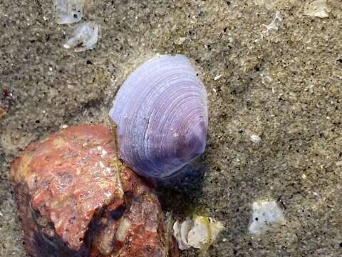 Image of Pacific false-bean clam