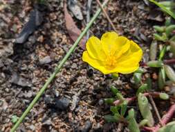 Image of Portulaca pilosa subsp. pilosa