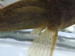 Image of Mottled Sculpin