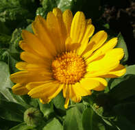 Image of pot marigold