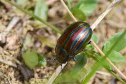 Image of Chrysolina cerealis (Linnaeus 1767)