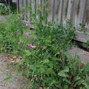 Image of Everlasting-Pea