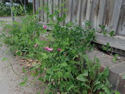 Image of Everlasting-Pea