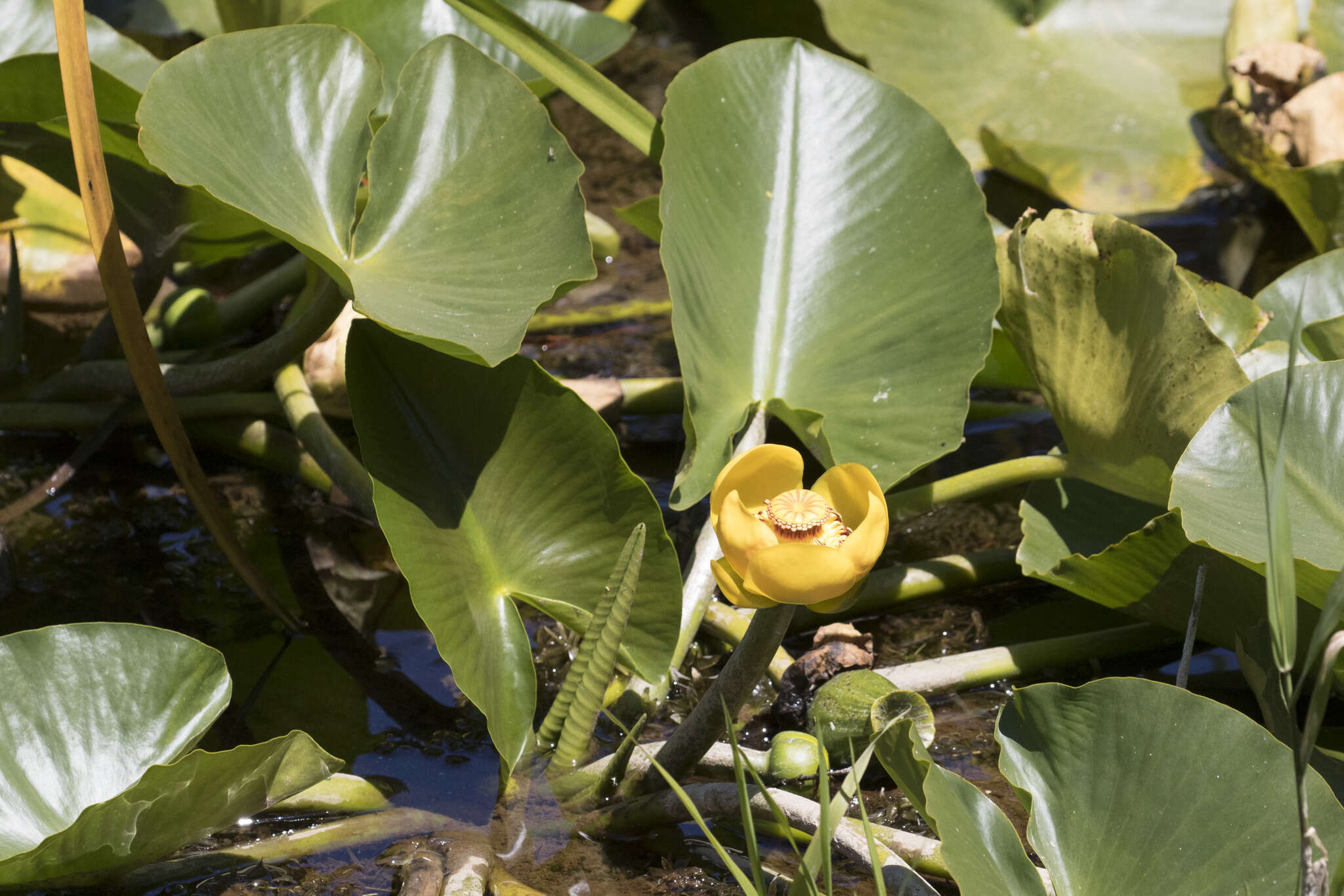 Image de Nuphar polysepala Engelm.