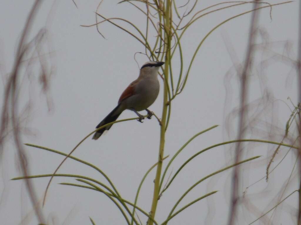 Image of Black-crowned Tchagra