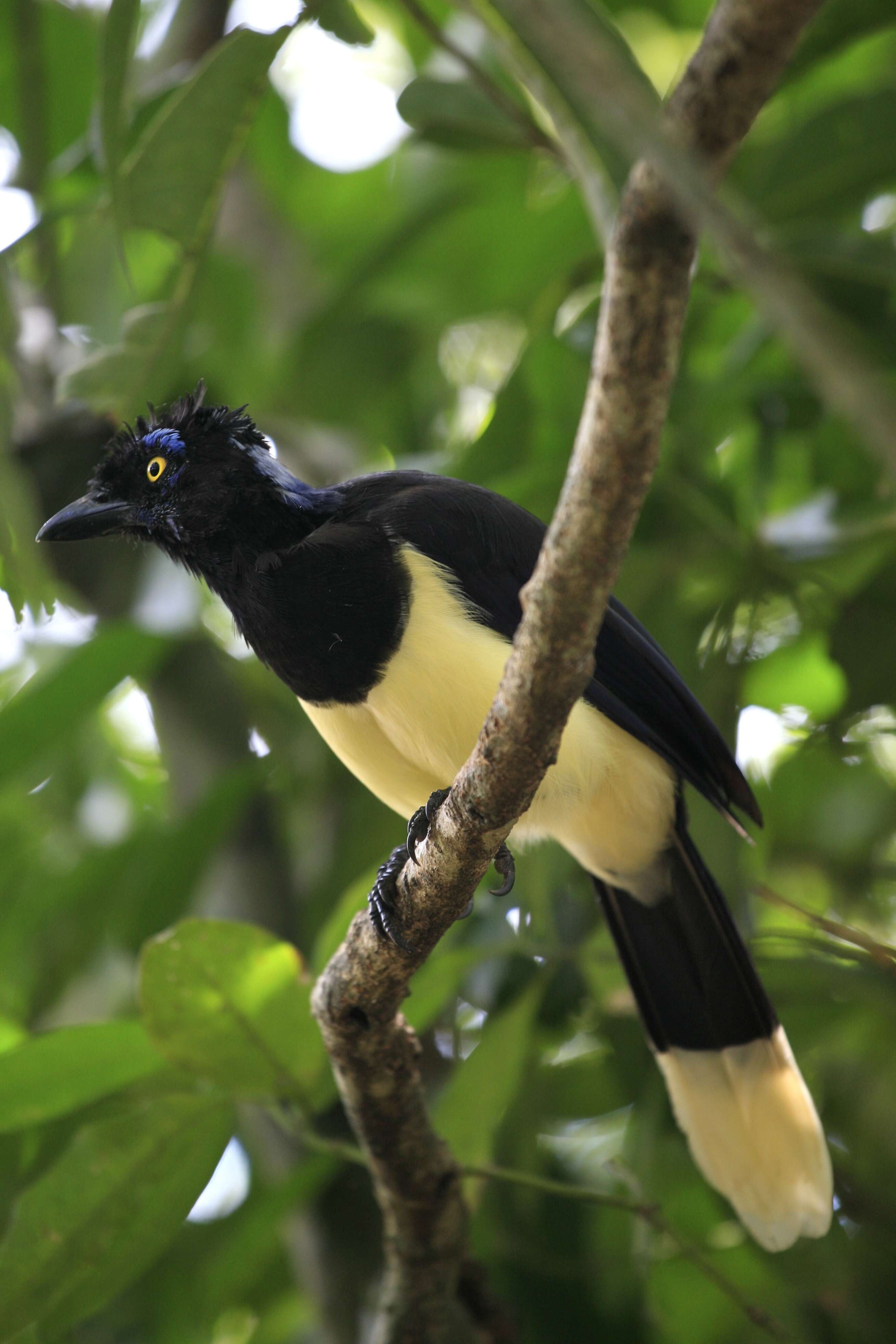 Image of Plush-crested Jay