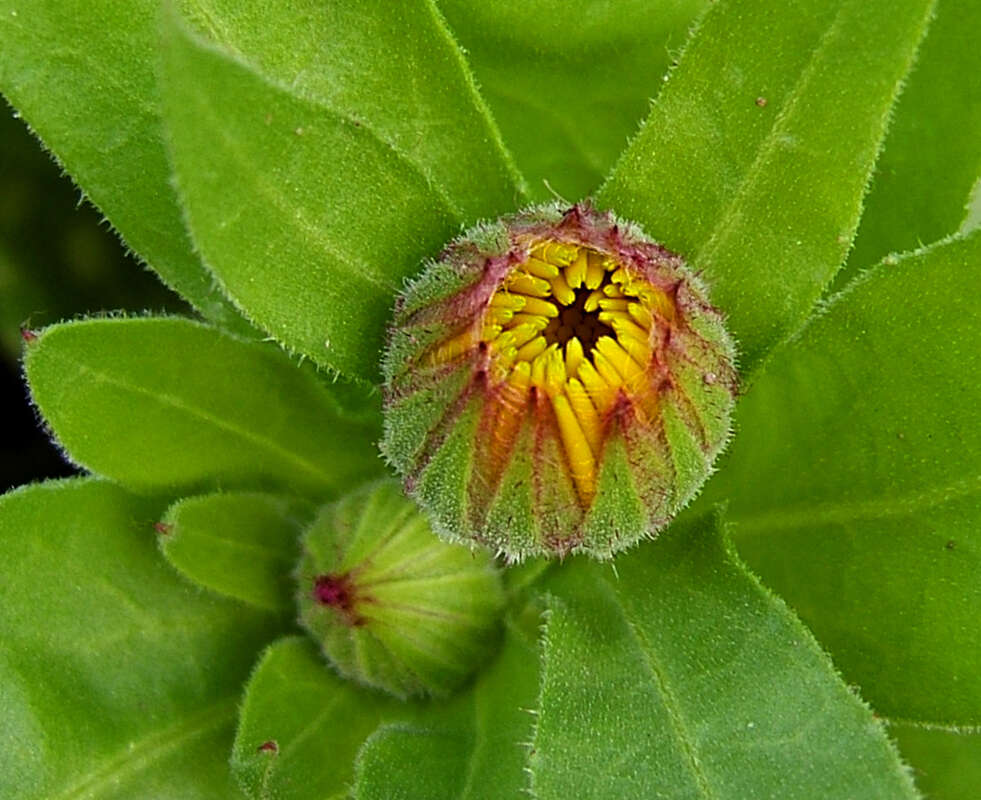 Image of pot marigold