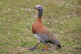 Image of Ashy-headed Goose