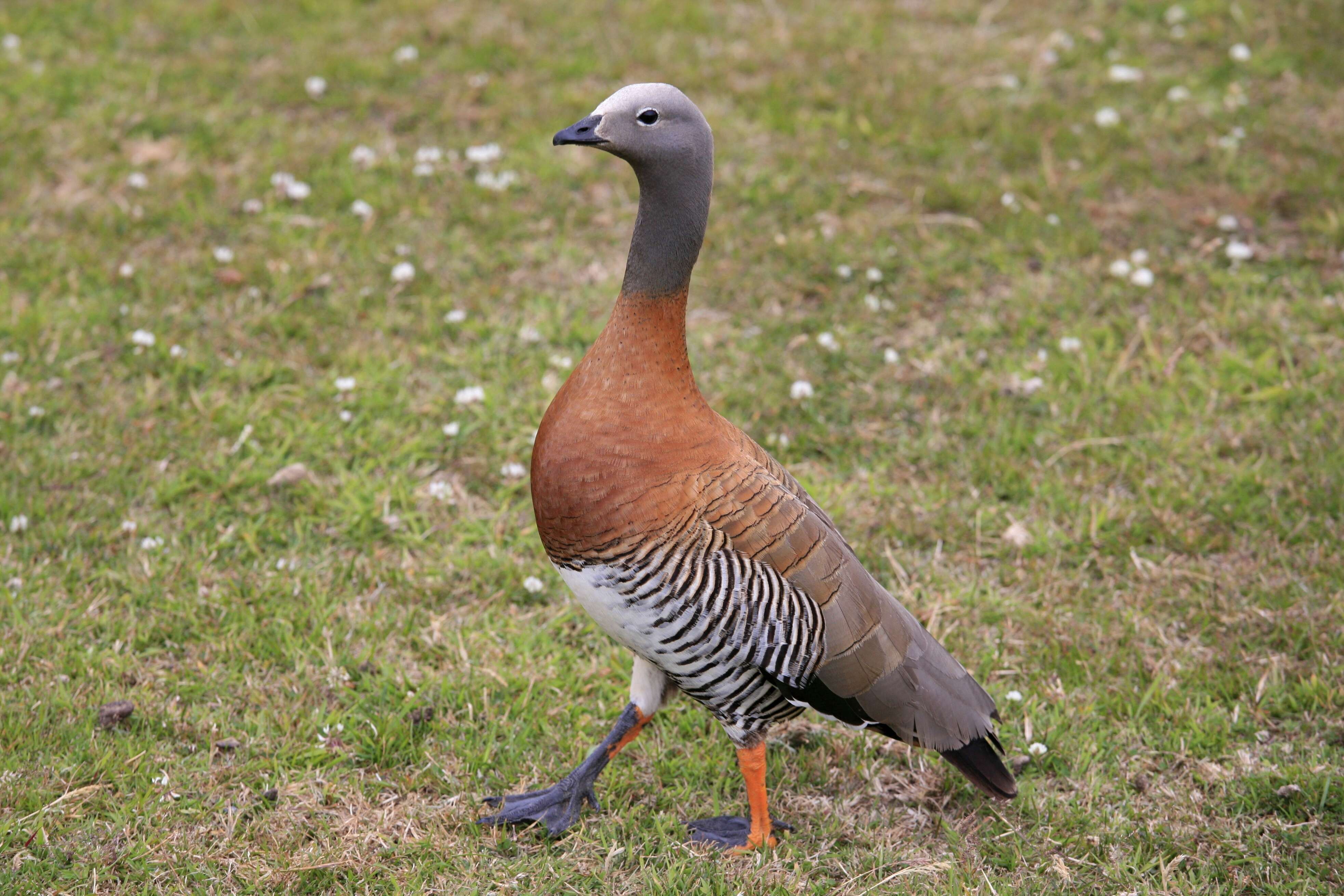 Image of Ashy-headed Goose