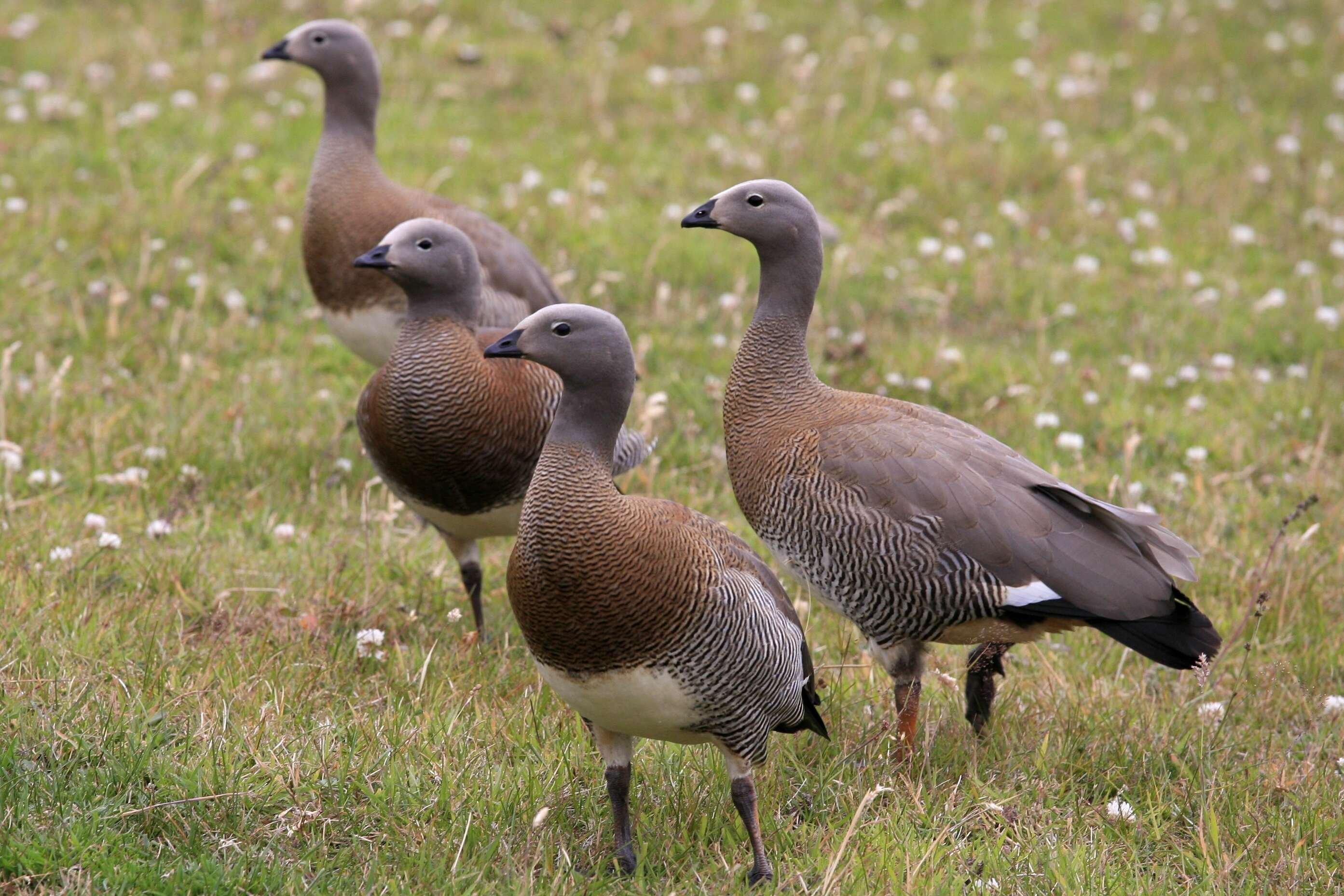 Image of Ashy-headed Goose