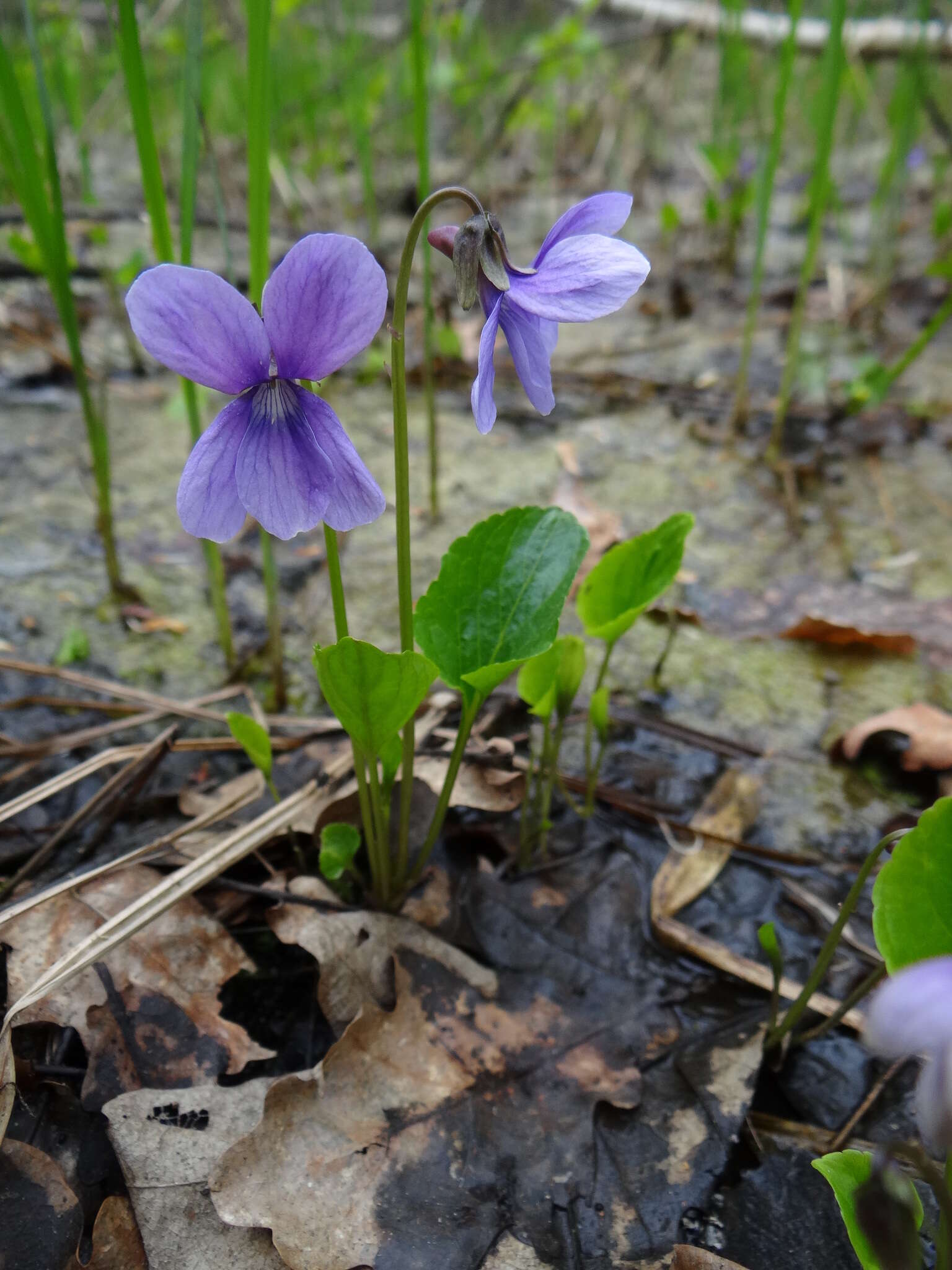 Image de Viola uliginosa Besser