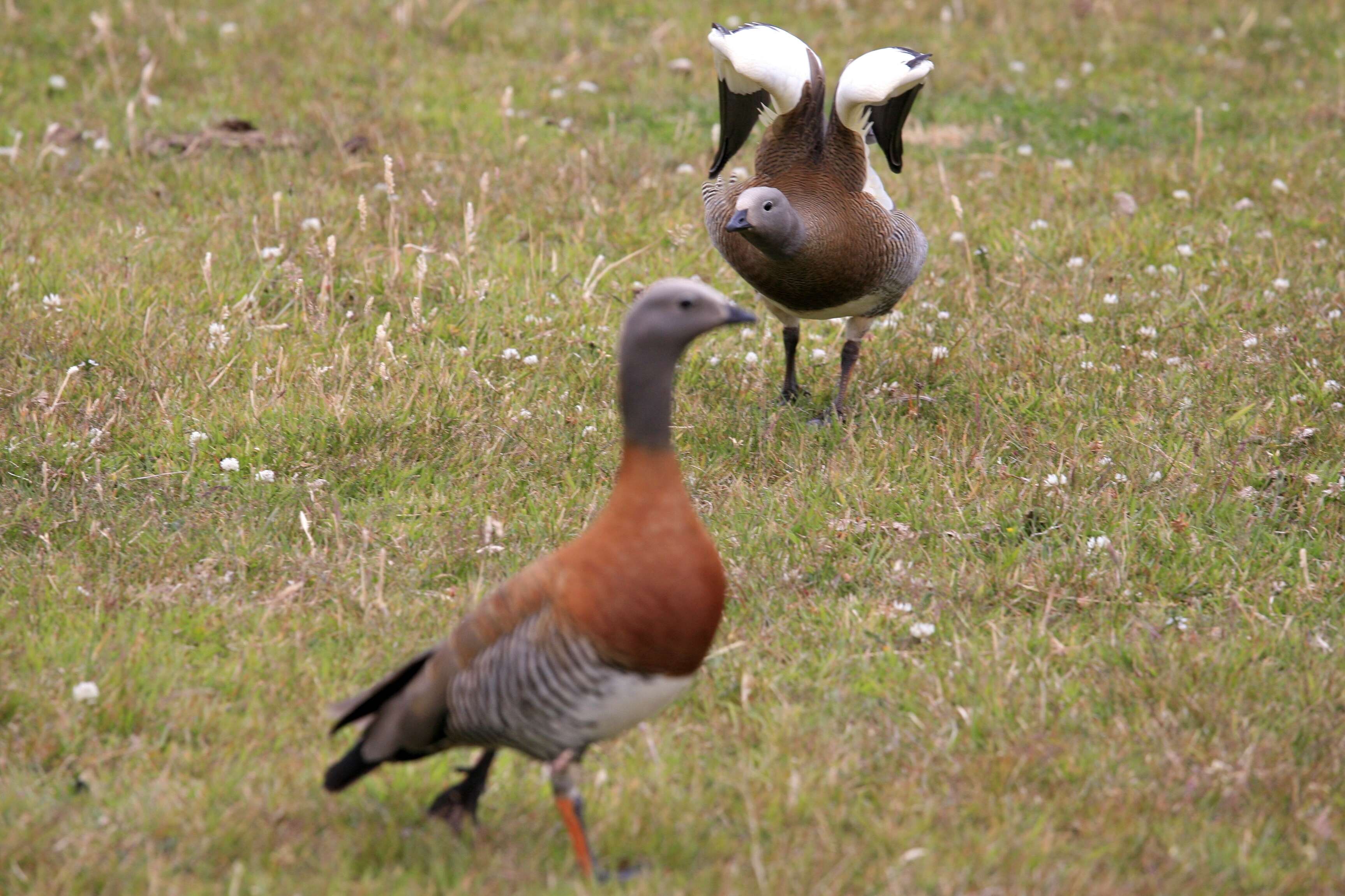 Image of Ashy-headed Goose