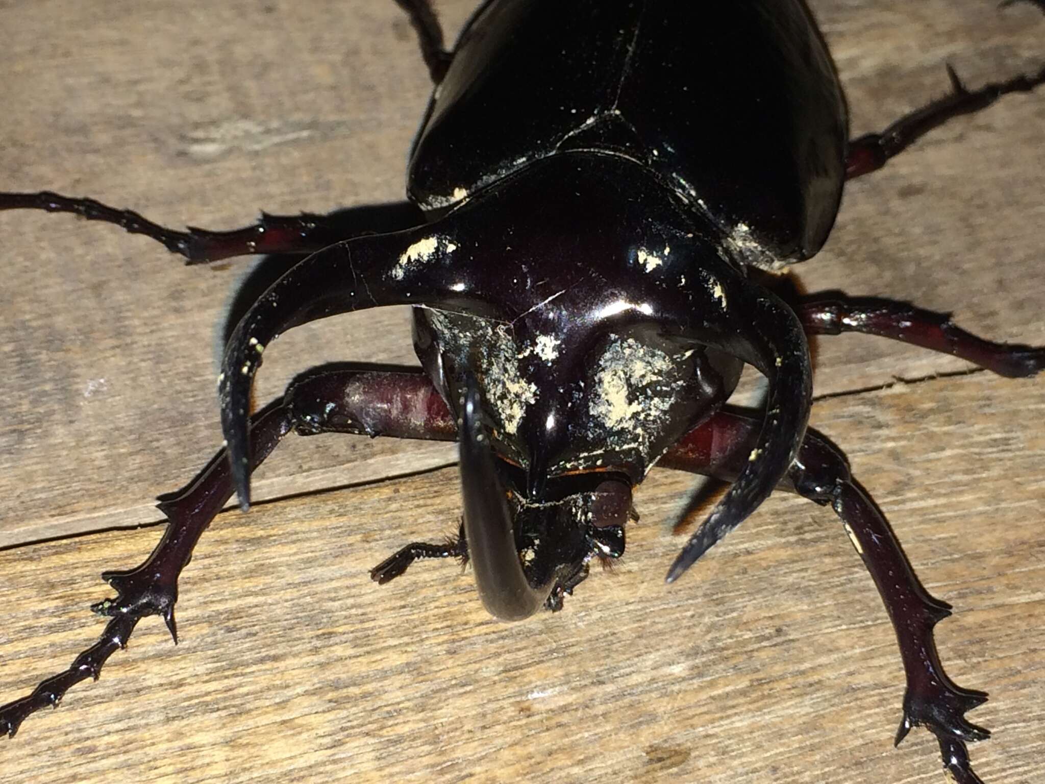 Image of <i>Chalcosoma <i>atlas</i></i> atlas