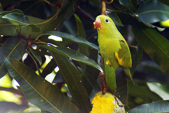 Image of Yellow-chevroned Parakeet