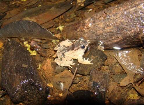 Image of Balu Oriental Frog