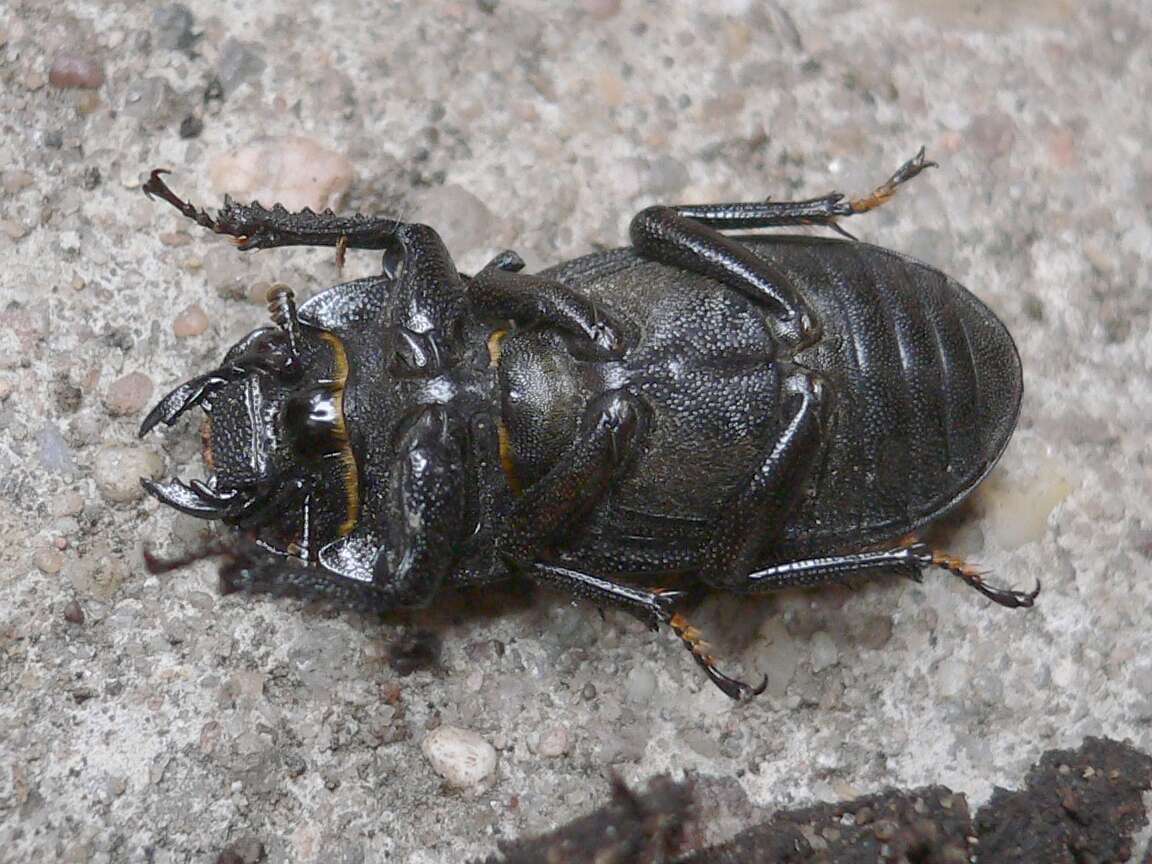 Image of Dorcus parallelipipedus (Linnaeus 1758)