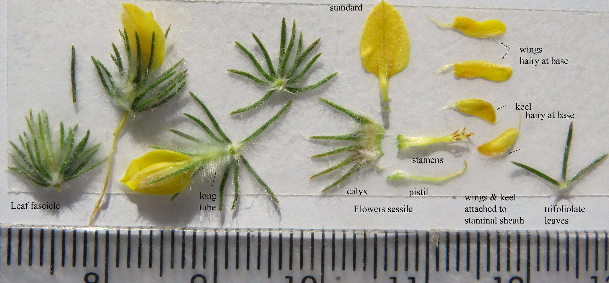 Image of Aspalathus muraltioides Eckl. & Zeyh.