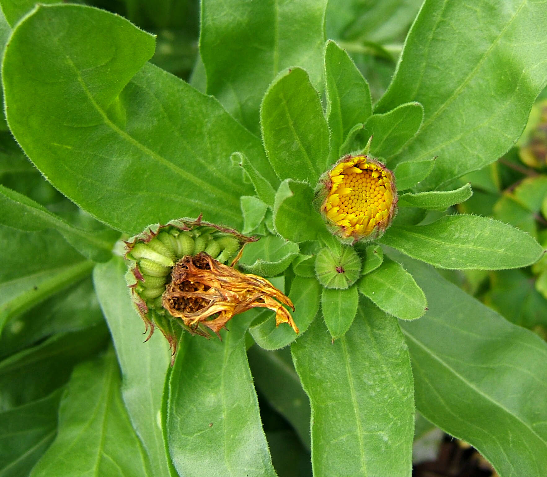 Image of pot marigold