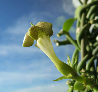 Image of Ceropegia sandersonii Decne. ex Hook.