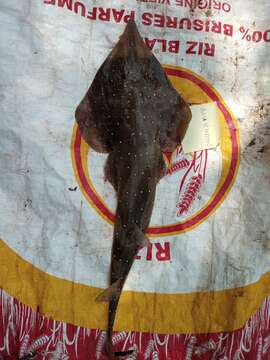 Image of White-spotted guitarfish