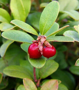 Image of lingonberry