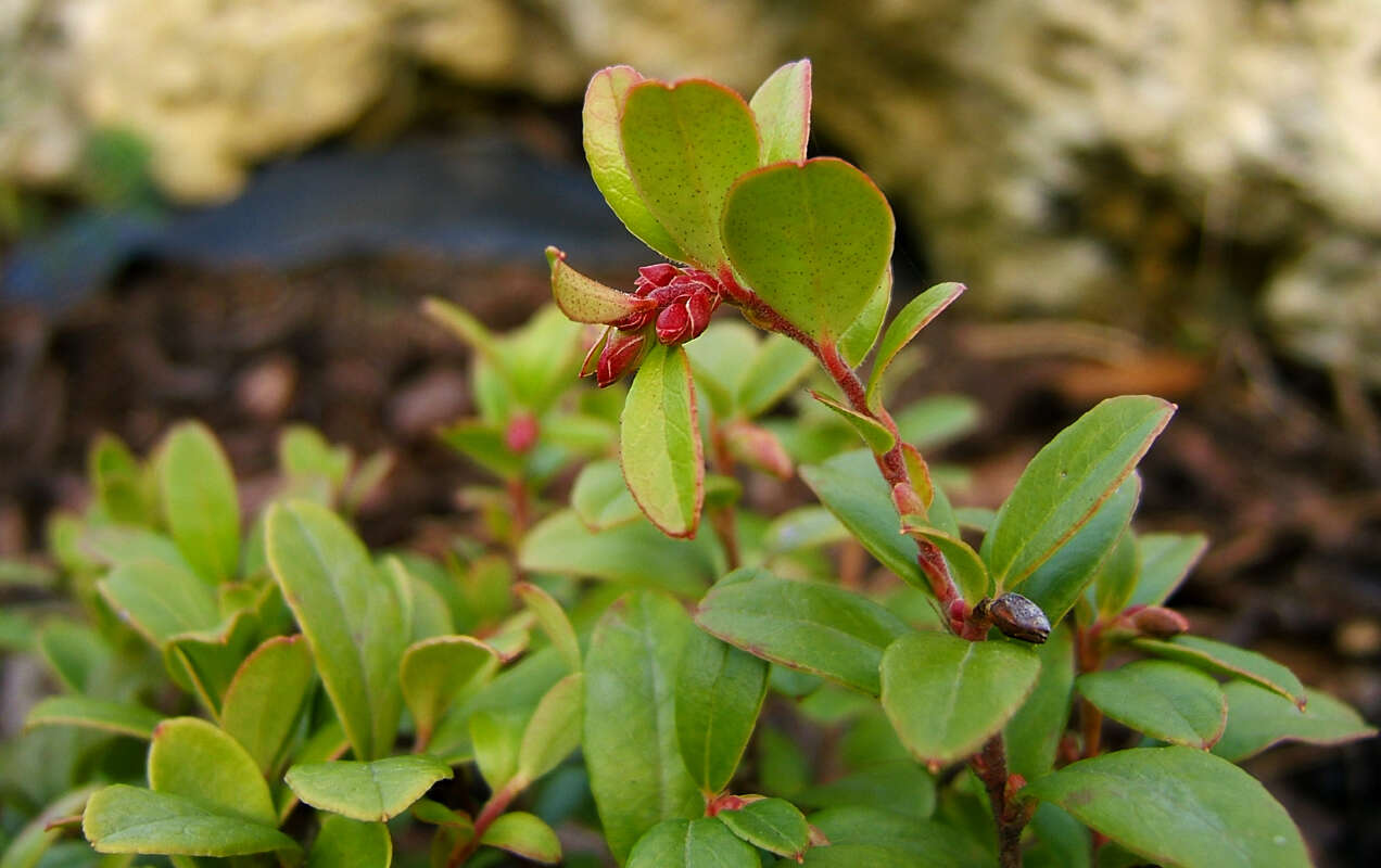 Image of lingonberry