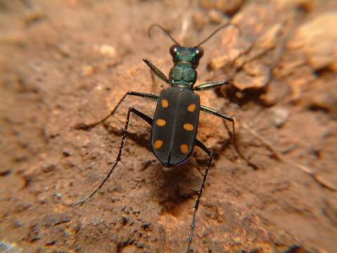 Image of Cicindela (Calochroa) safraneki (Werner & Wiesner 2008)