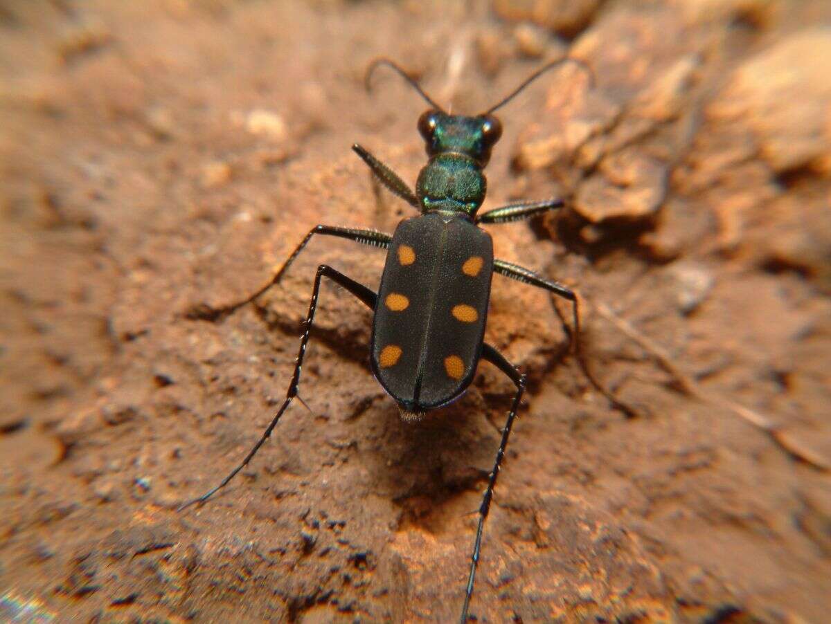 Image of Cicindela (Calochroa) safraneki (Werner & Wiesner 2008)