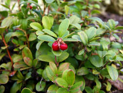 Image of lingonberry