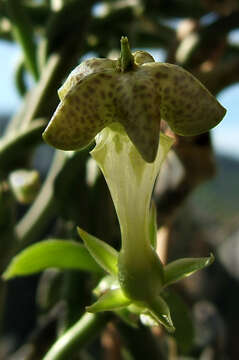 Image de Ceropegia sandersonii Decne. ex Hook.