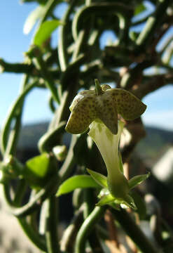 Image of Ceropegia sandersonii Decne. ex Hook.