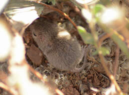 Image of Sinaloan pocket mouse