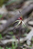 Imagem de Caladenia cruciformis D. L. Jones