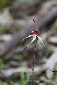 Imagem de Caladenia cruciformis D. L. Jones