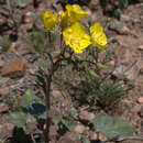 Image of yellow cups