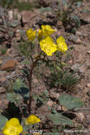 Image of yellow cups