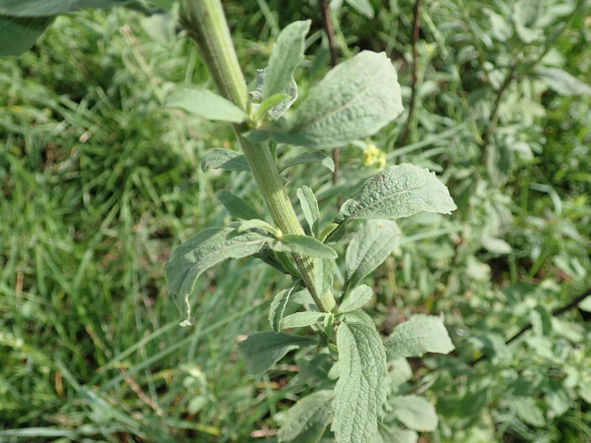 Nidorella auriculata DC. resmi