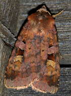 Diarsia brunnea Schiffermüller 1775的图像