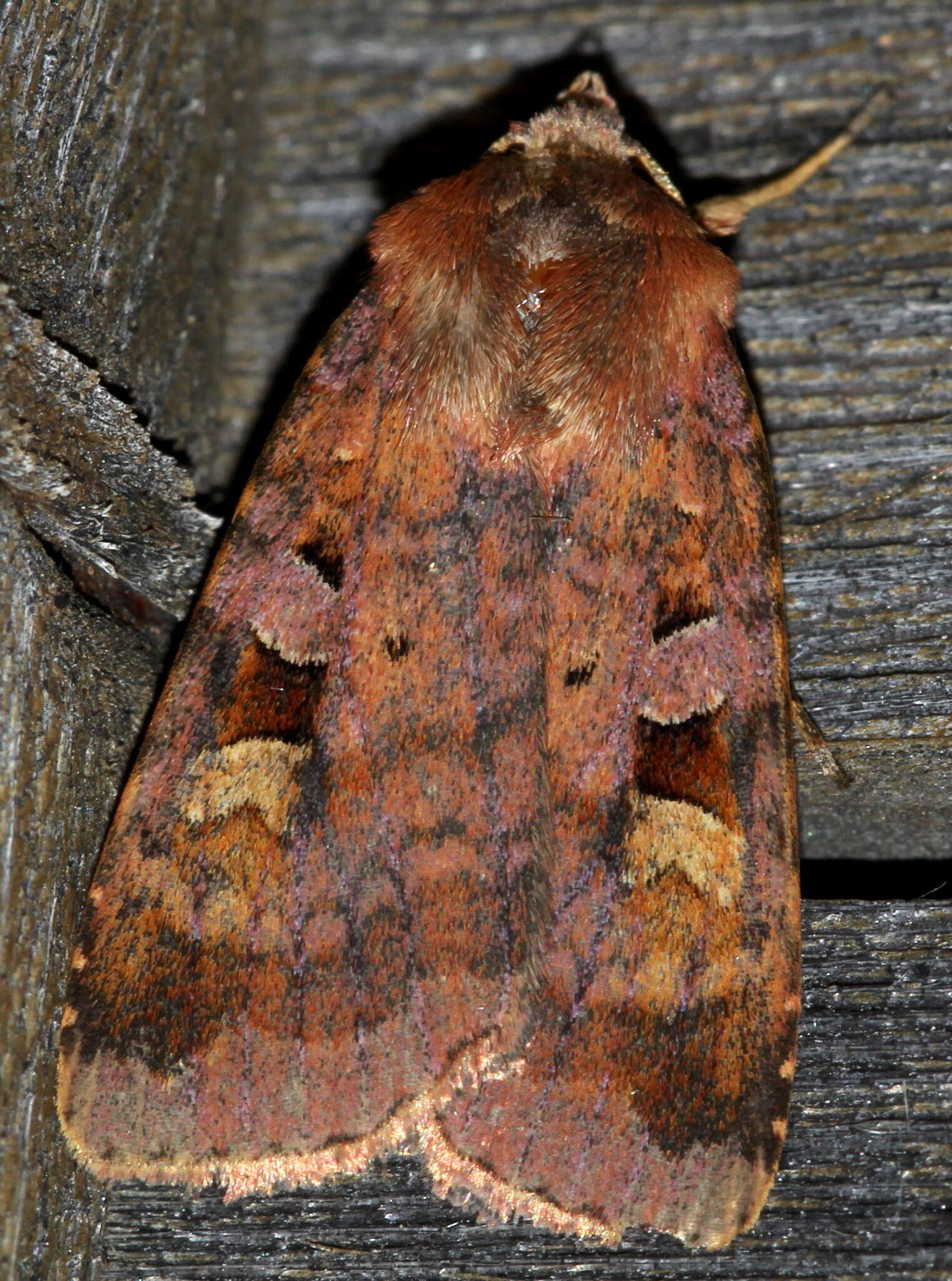 Diarsia brunnea Schiffermüller 1775的图像