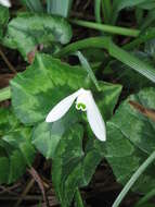 Image of giant snowdrop