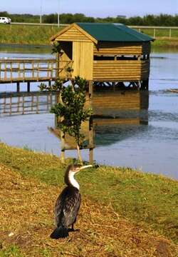 Image of White-breasted Cormorant