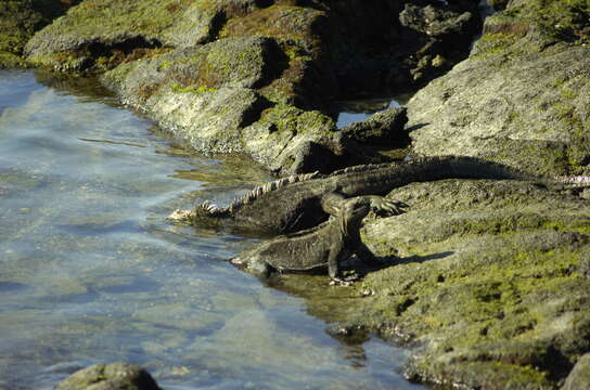 Image of marine iguana