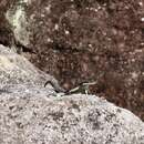 Image of Striped Lava Lizard