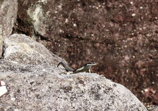 Image of Striped Lava Lizard