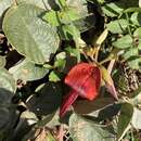 Image of Kennedia rubicunda Vent.