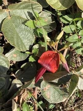 Image of Kennedia rubicunda Vent.