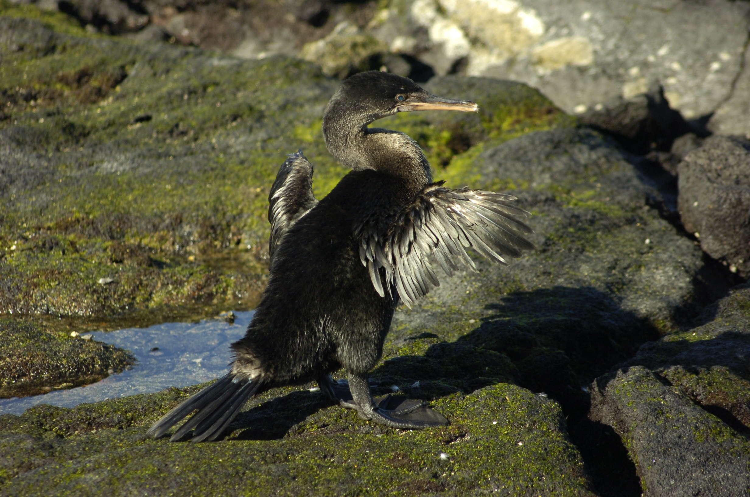 Image of Flightless Cormorant