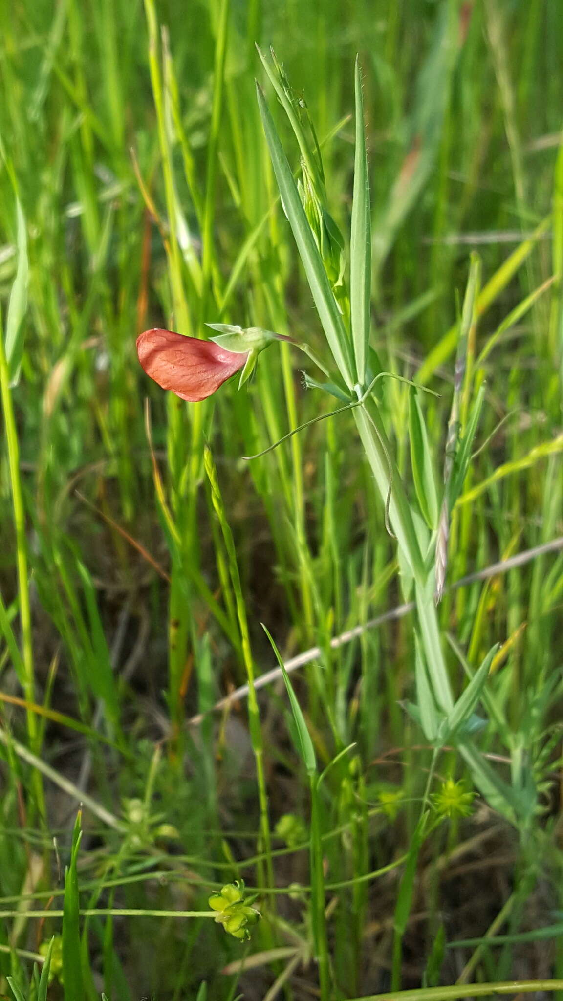 Image of red pea