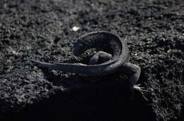 Image of Galapagos Lava Lizard