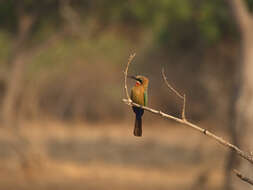 Image of White-fronted Bee-eater